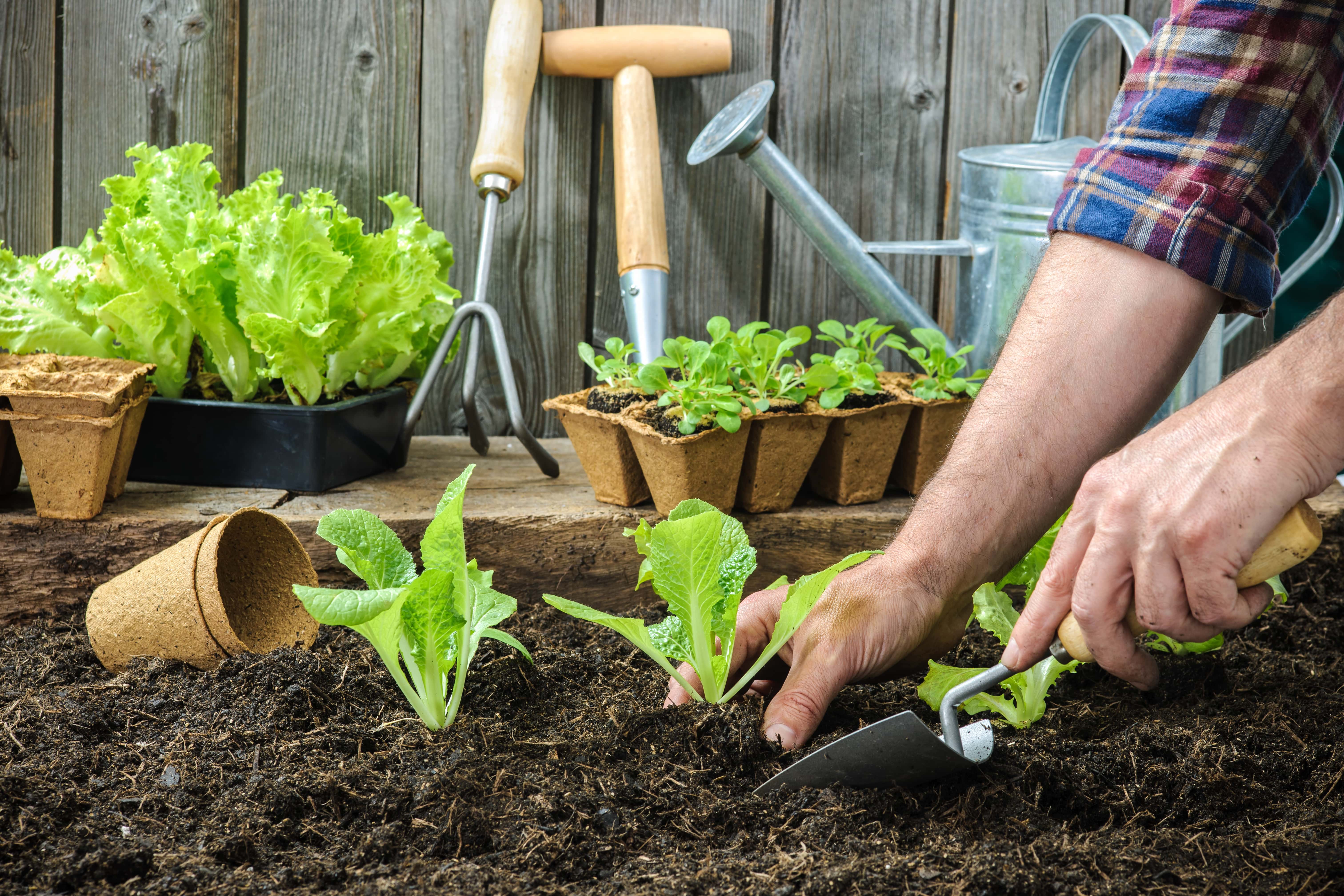 From The Garden To The Table 5 Tips For Growing Your Own Vegetable