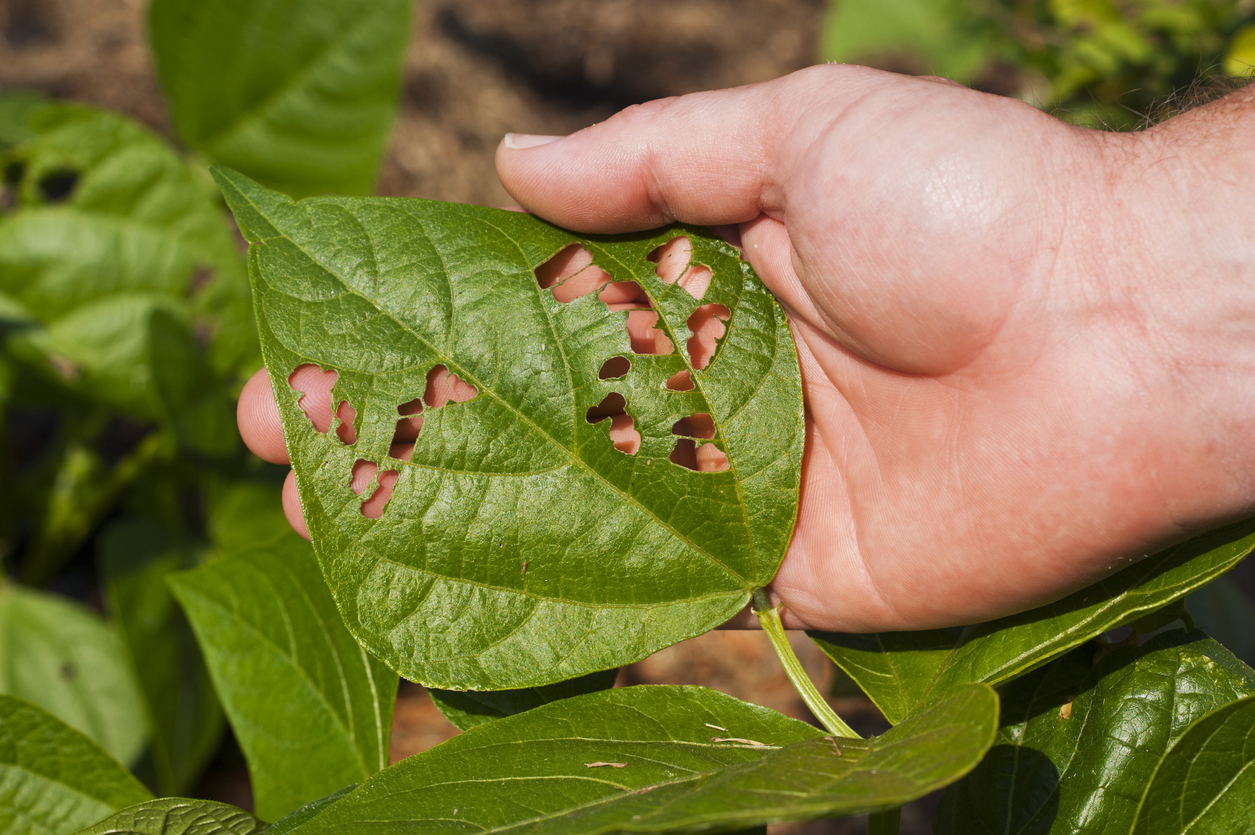 garden pests