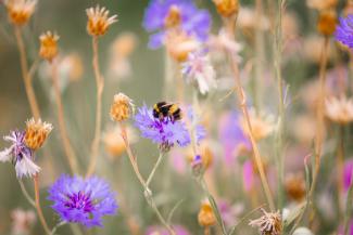 Why, and how, you should attract wildlife into your garden