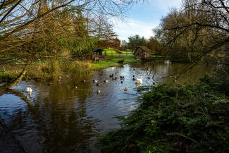 Swan and Water Fowl sanctuary