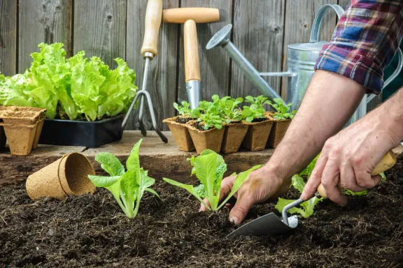 From the garden to the table: 5 tips for growing your own vegetable garden at home