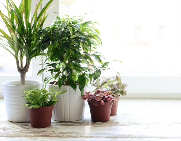 House plants 