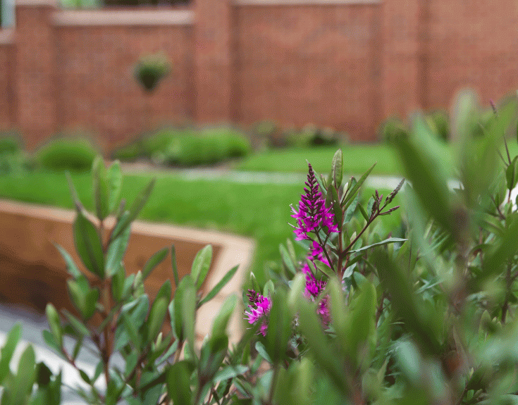 Rear garden with flower